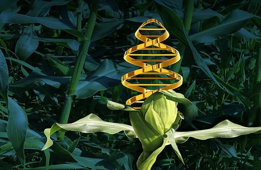 علماء الوراثة يبتكرون نباتات تُسمد نفسها بنفسها